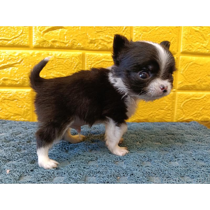 販売中の千葉県のチワワ(ロングコート)-429690の19枚目