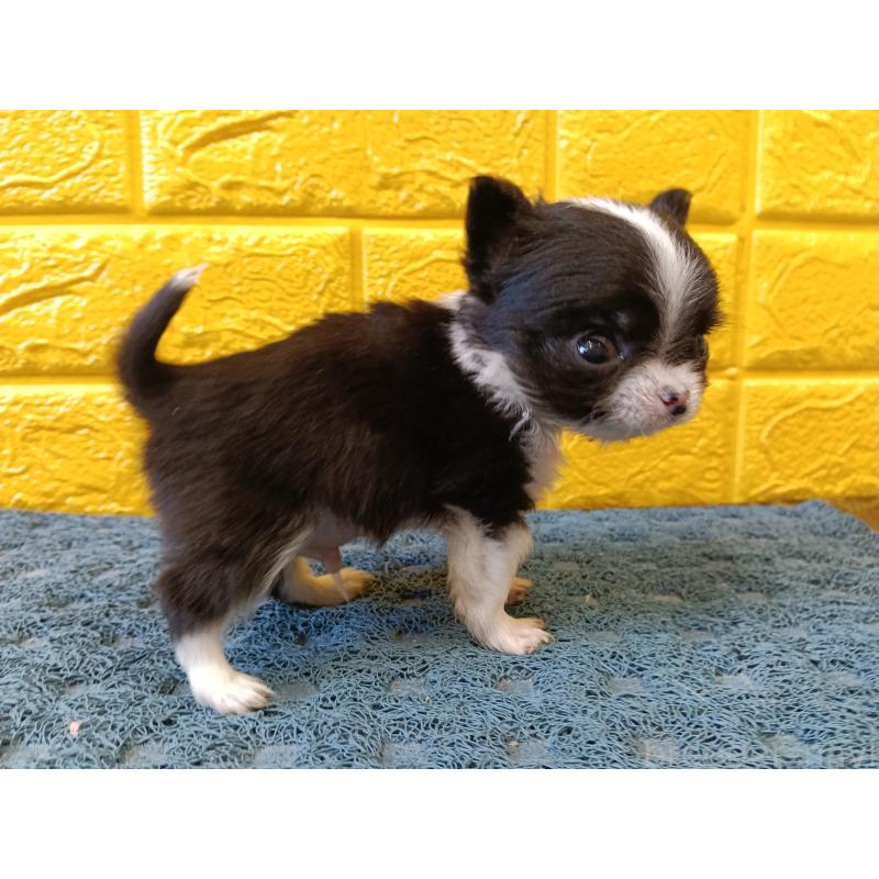 販売中の千葉県のチワワ(ロングコート)-429690の18枚目