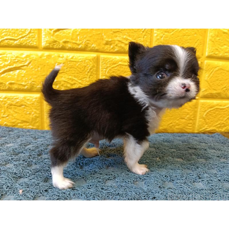 販売中の千葉県のチワワ(ロングコート)-429690の17枚目