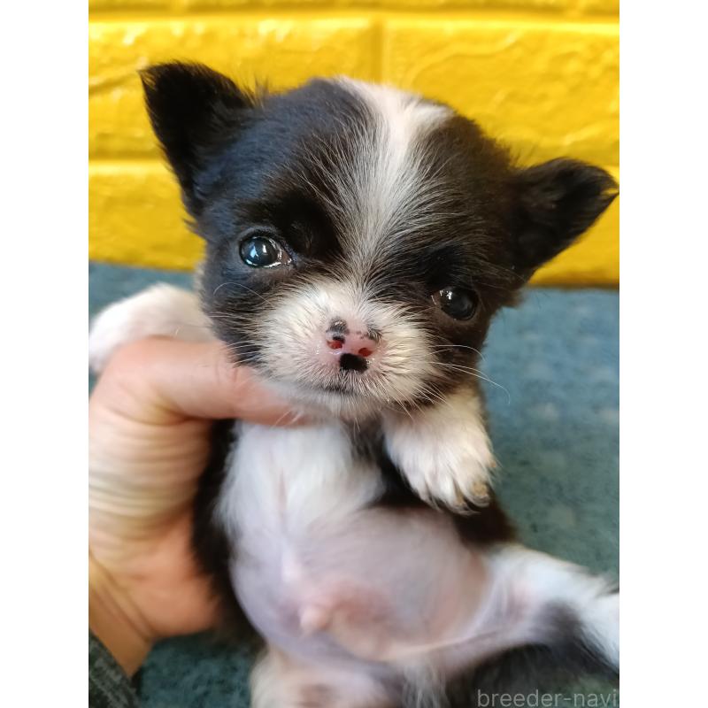 販売中の千葉県のチワワ(ロングコート)-429690の15枚目