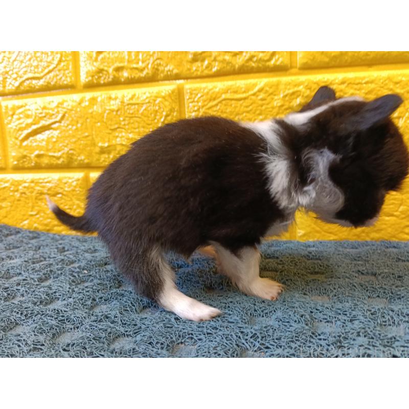 販売中の千葉県のチワワ(ロングコート)-429690の14枚目