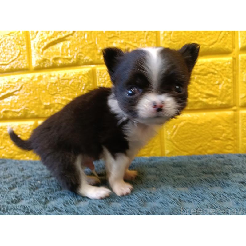 販売中の千葉県のチワワ(ロングコート)-429690の13枚目