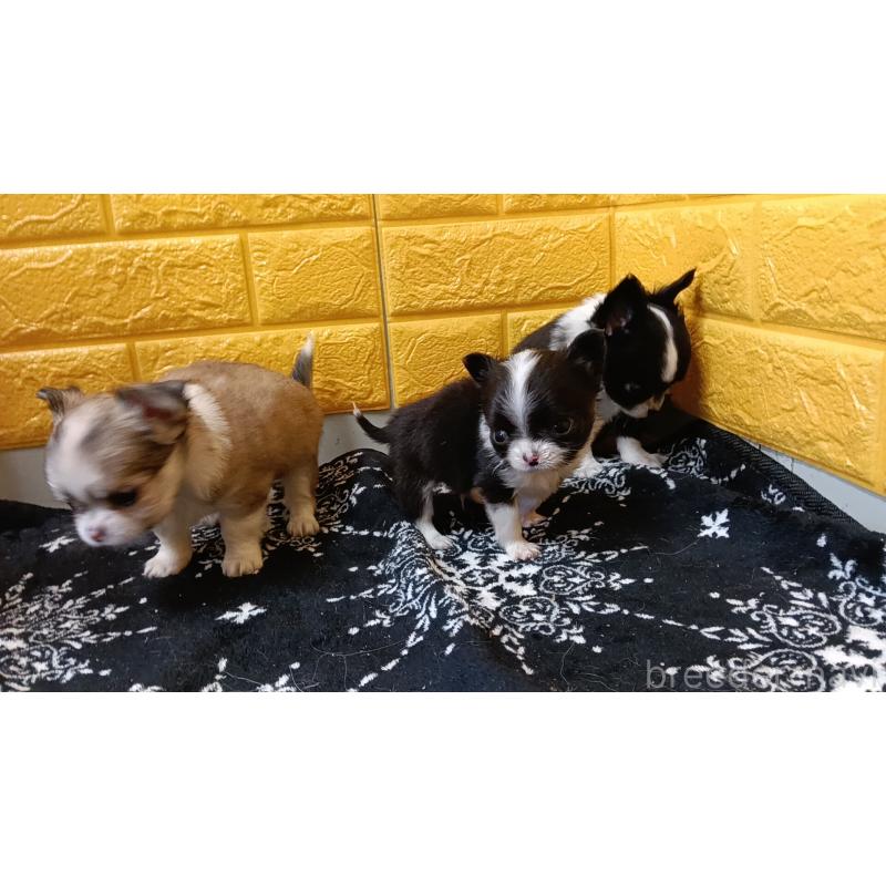 販売中の千葉県のチワワ(ロングコート)-429690の12枚目