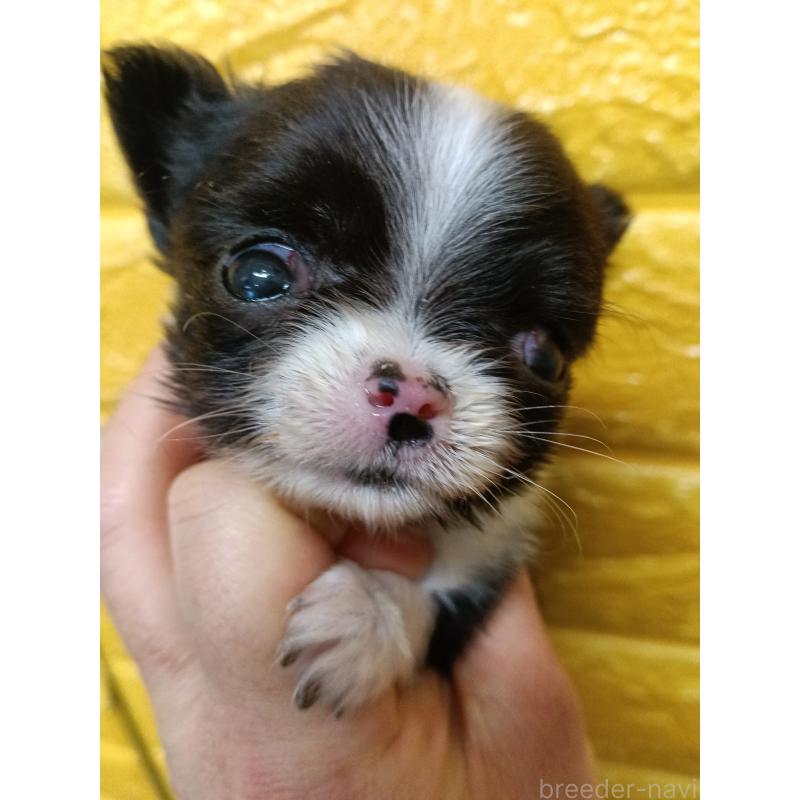 販売中の千葉県のチワワ(ロングコート)-429690の11枚目