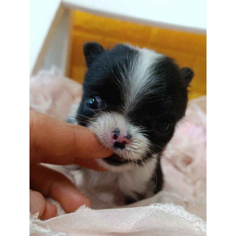 販売中の千葉県のチワワ(ロングコート)-429690の8枚目