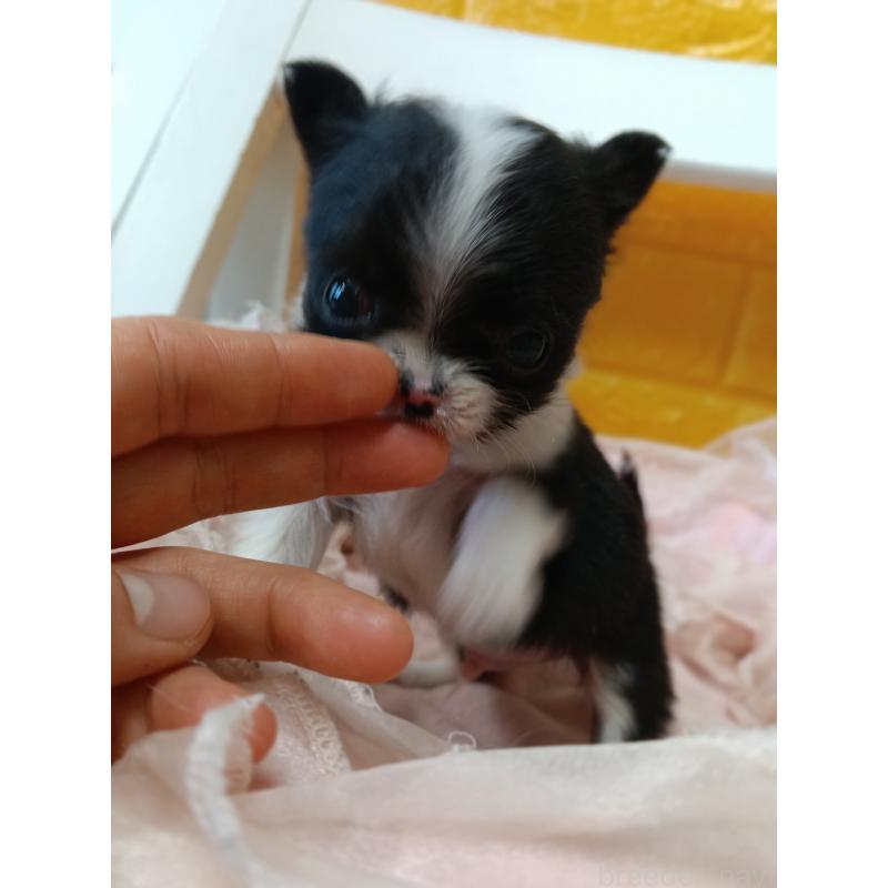 販売中の千葉県のチワワ(ロングコート)-429690の7枚目