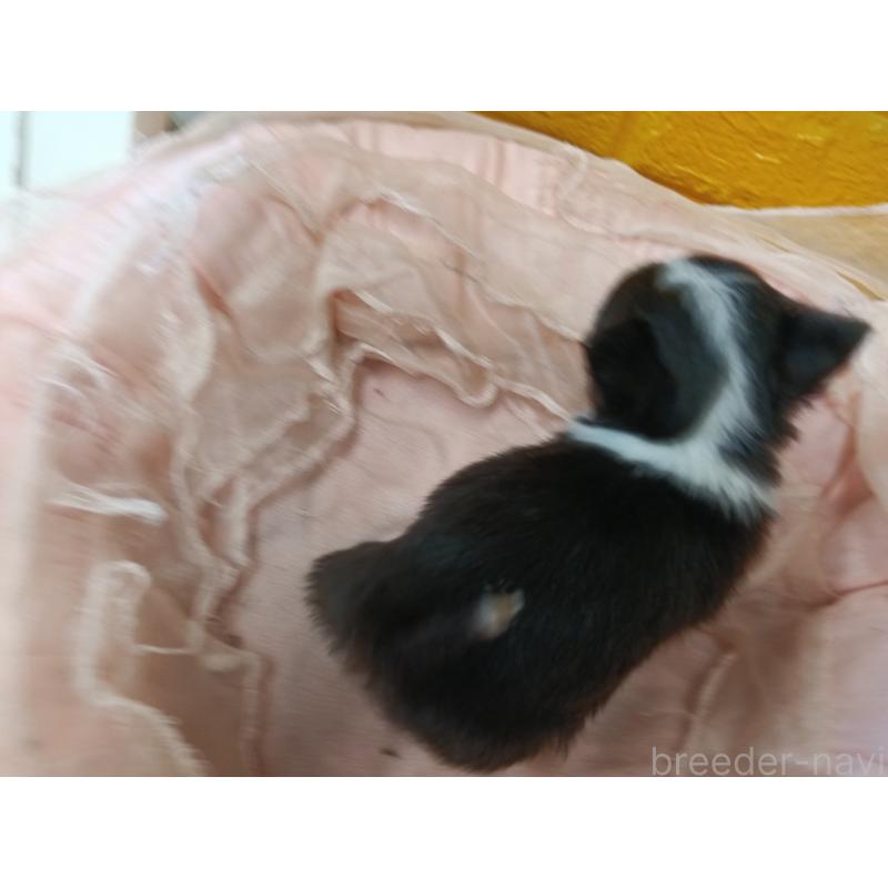 販売中の千葉県のチワワ(ロングコート)-429690の6枚目