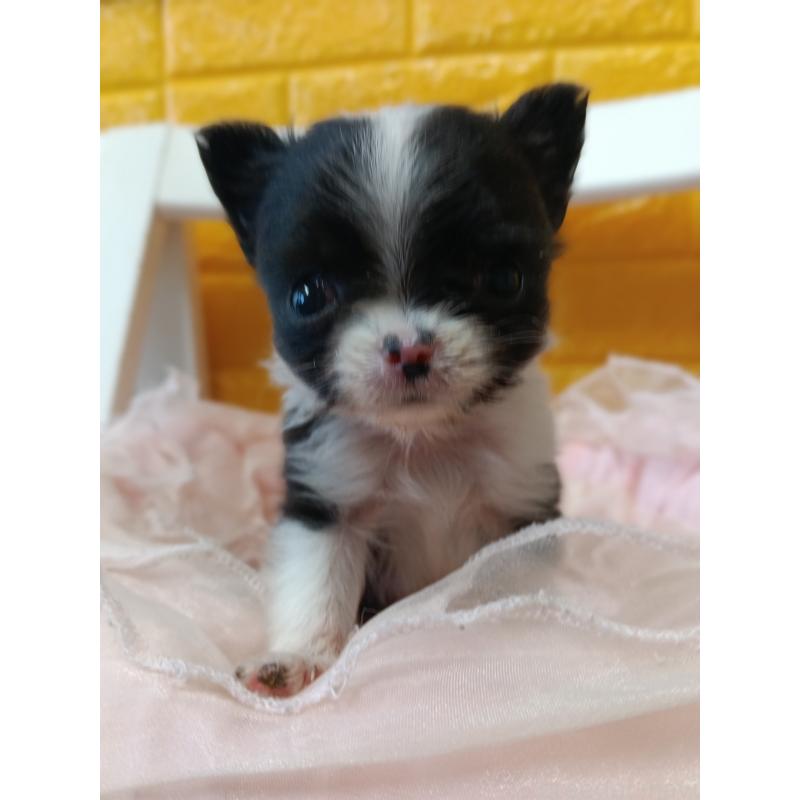 販売中の千葉県のチワワ(ロングコート)-429690の5枚目