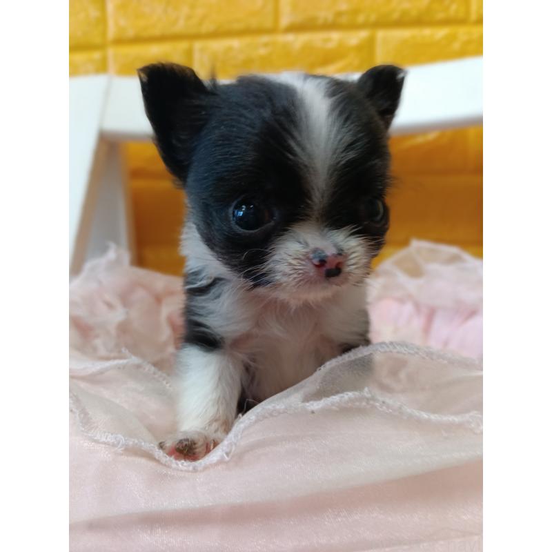 販売中の千葉県のチワワ(ロングコート)-429690の4枚目