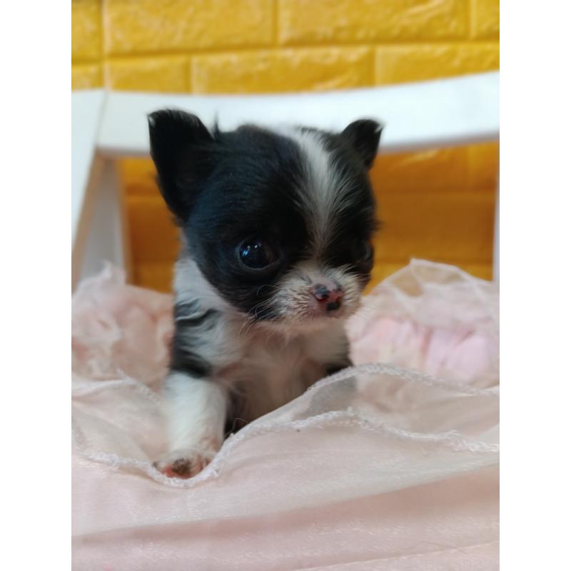 販売中の千葉県のチワワ(ロングコート)-429690の3枚目