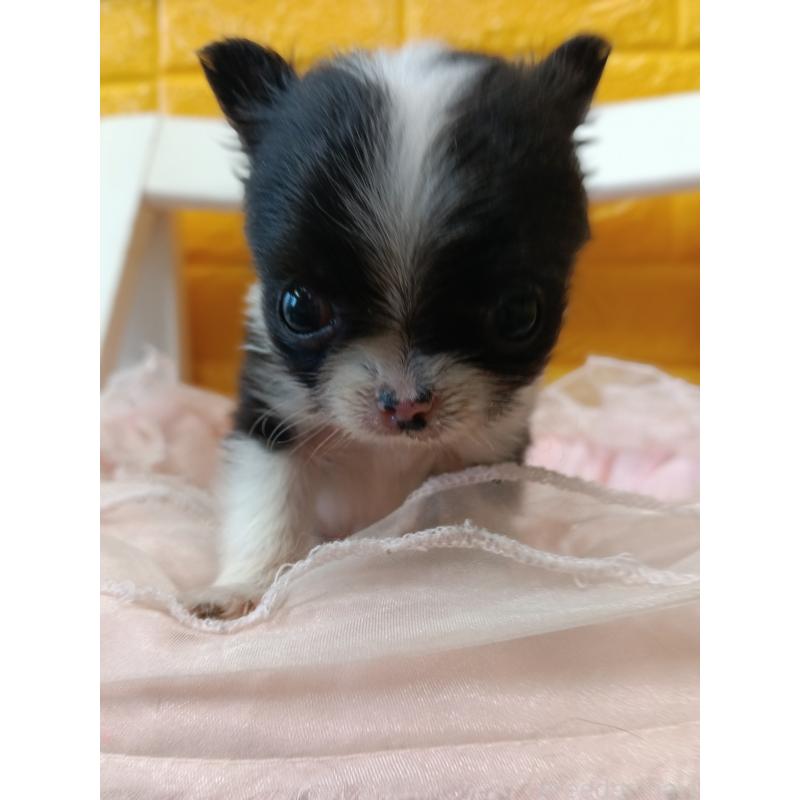 販売中の千葉県のチワワ(ロングコート)-429690の2枚目