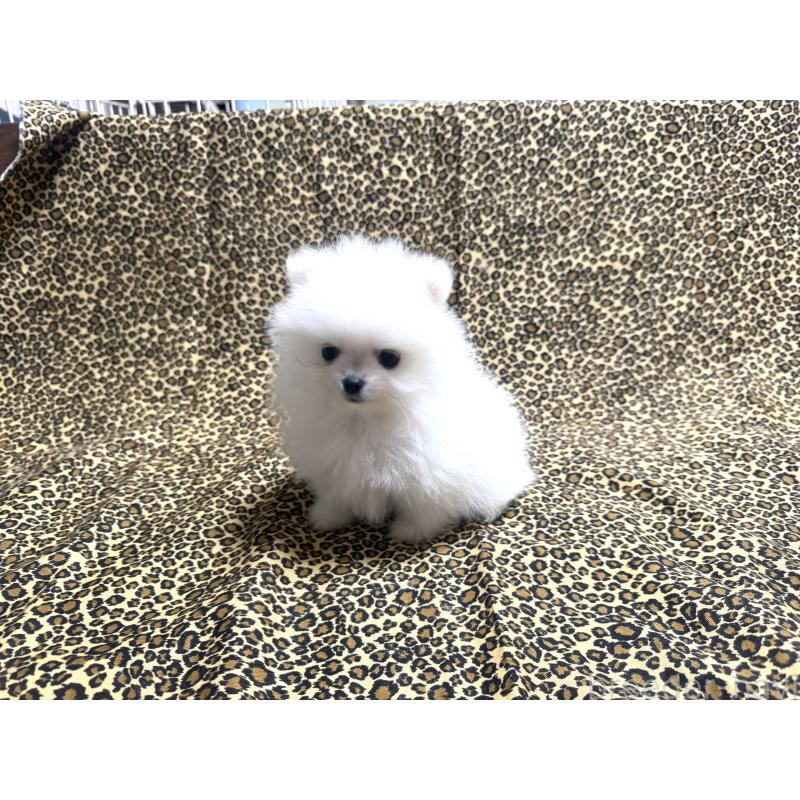 販売中の佐賀県のポメラニアン-439324の5枚目