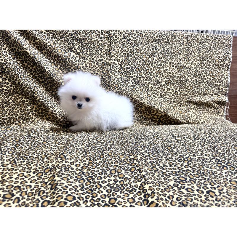 販売中の佐賀県のポメラニアン-439324の4枚目