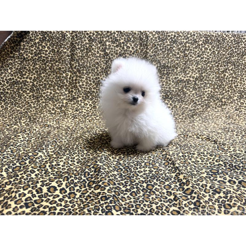 販売中の佐賀県のポメラニアン-439324の3枚目