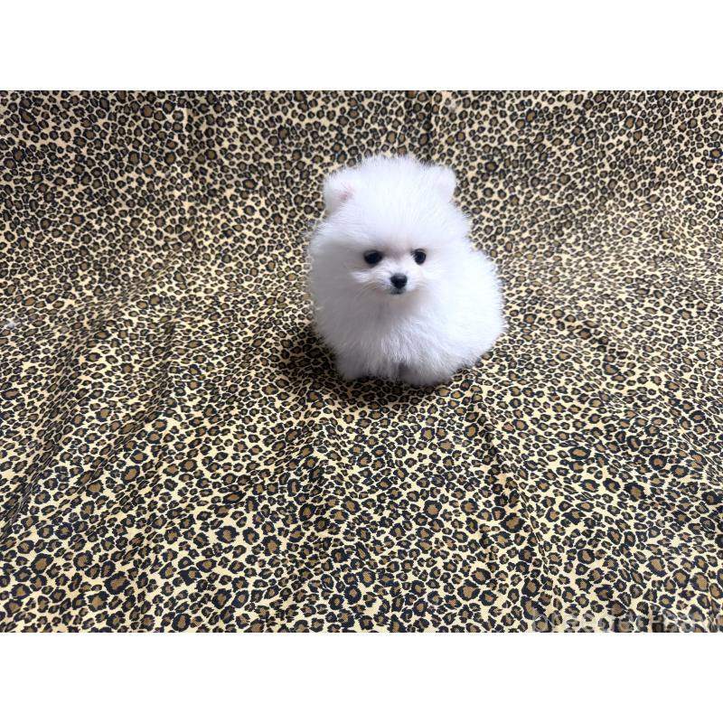 販売中の佐賀県のポメラニアン-439324の2枚目