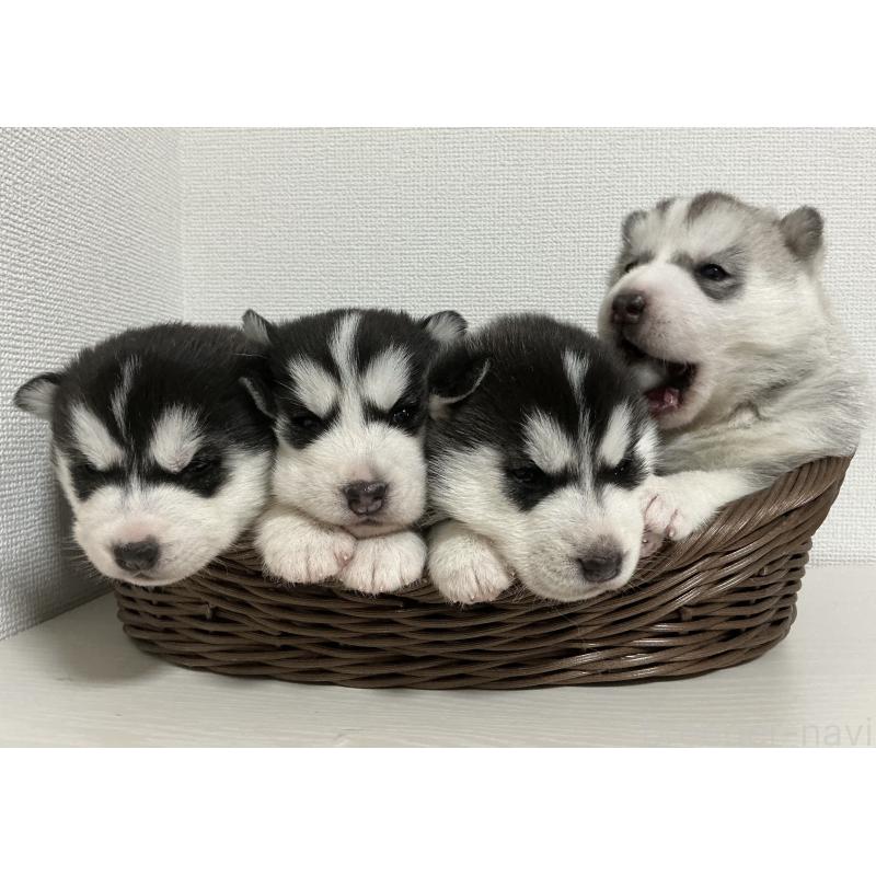 販売中の神奈川県のシベリアンハスキー-439326の6枚目