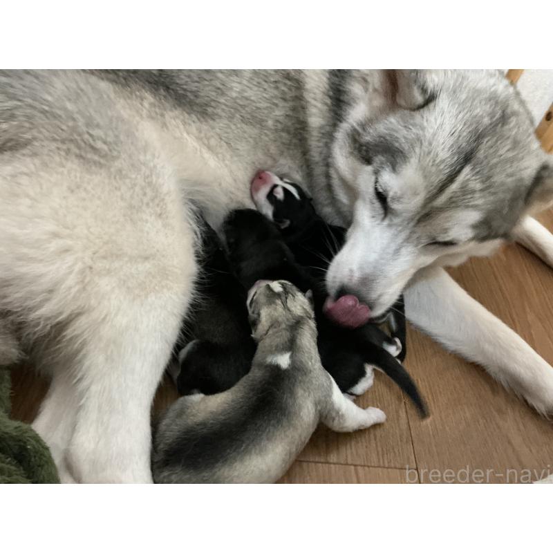 販売中の神奈川県のシベリアンハスキー-439326の3枚目