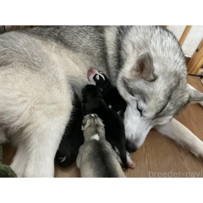 販売中の神奈川県のシベリアンハスキー-439326の2枚目