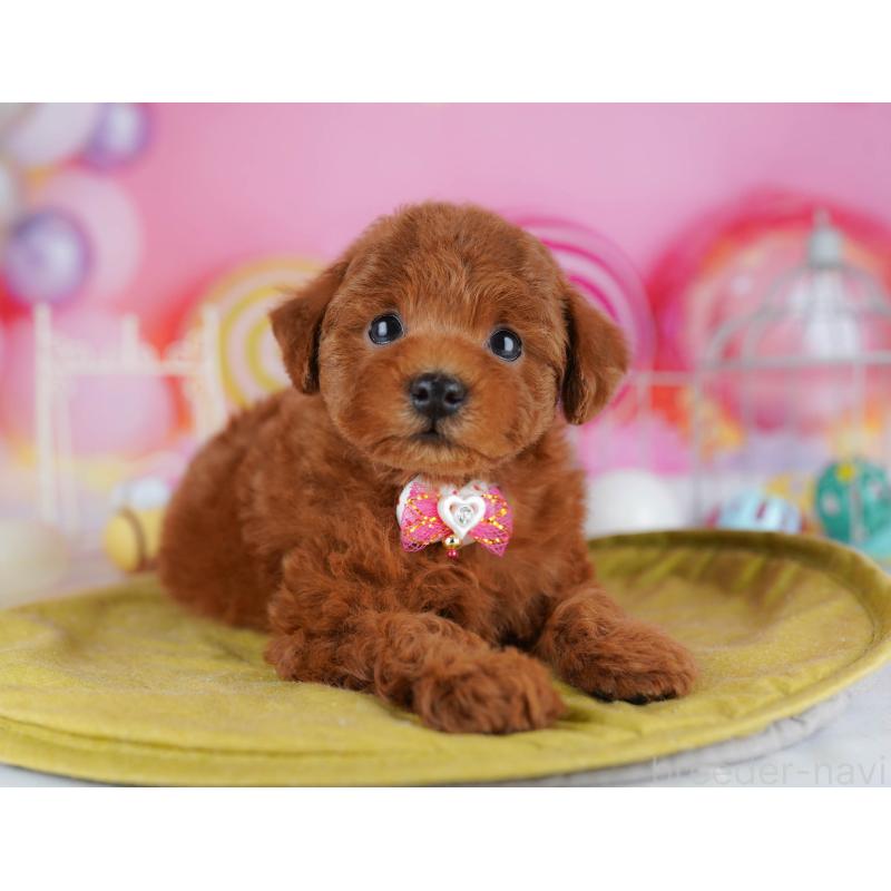 販売中の神奈川県のタイニープードル-439328の15枚目