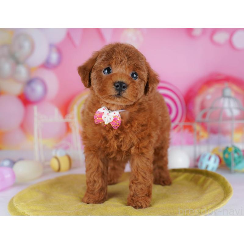 販売中の神奈川県のタイニープードル-439328の14枚目