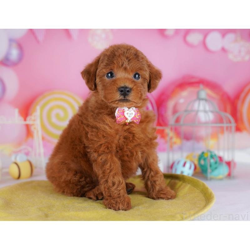 販売中の神奈川県のタイニープードル-439328の13枚目