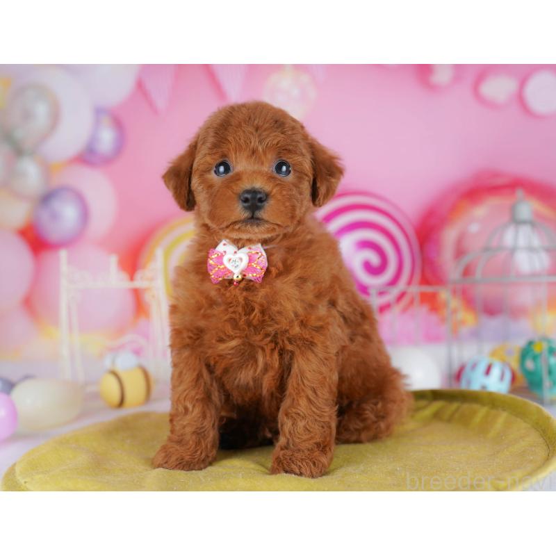 販売中の神奈川県のタイニープードル-439328の12枚目