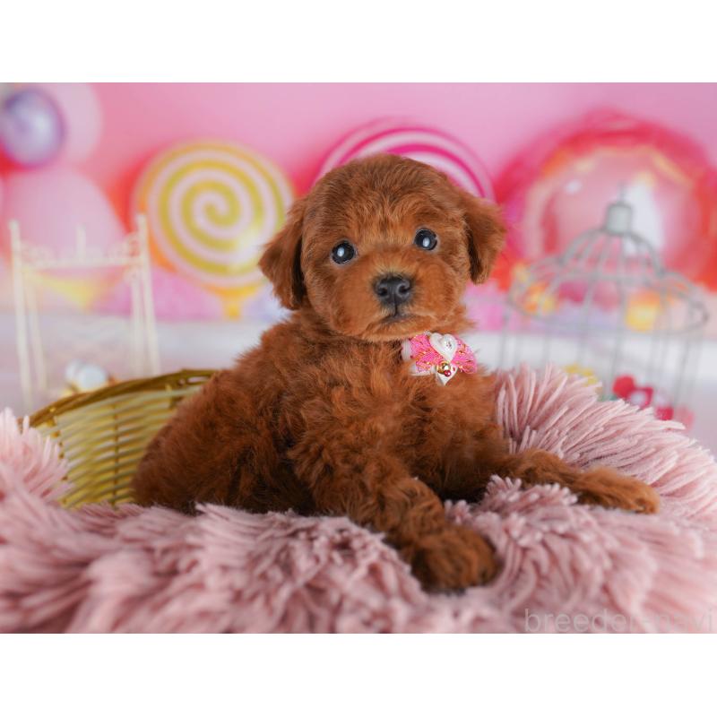 販売中の神奈川県のタイニープードル-439328の11枚目