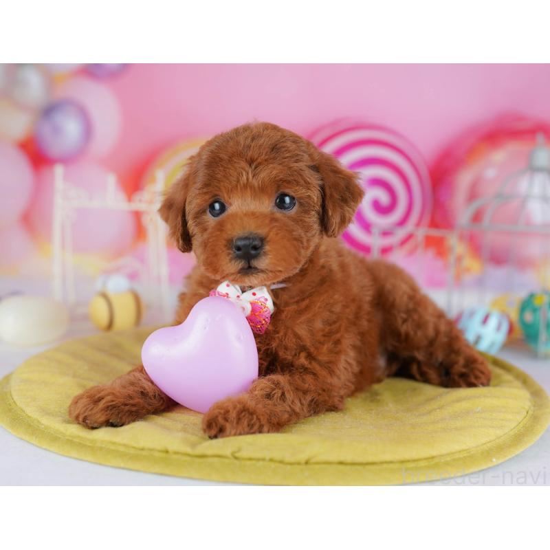 販売中の神奈川県のタイニープードル-439328の10枚目