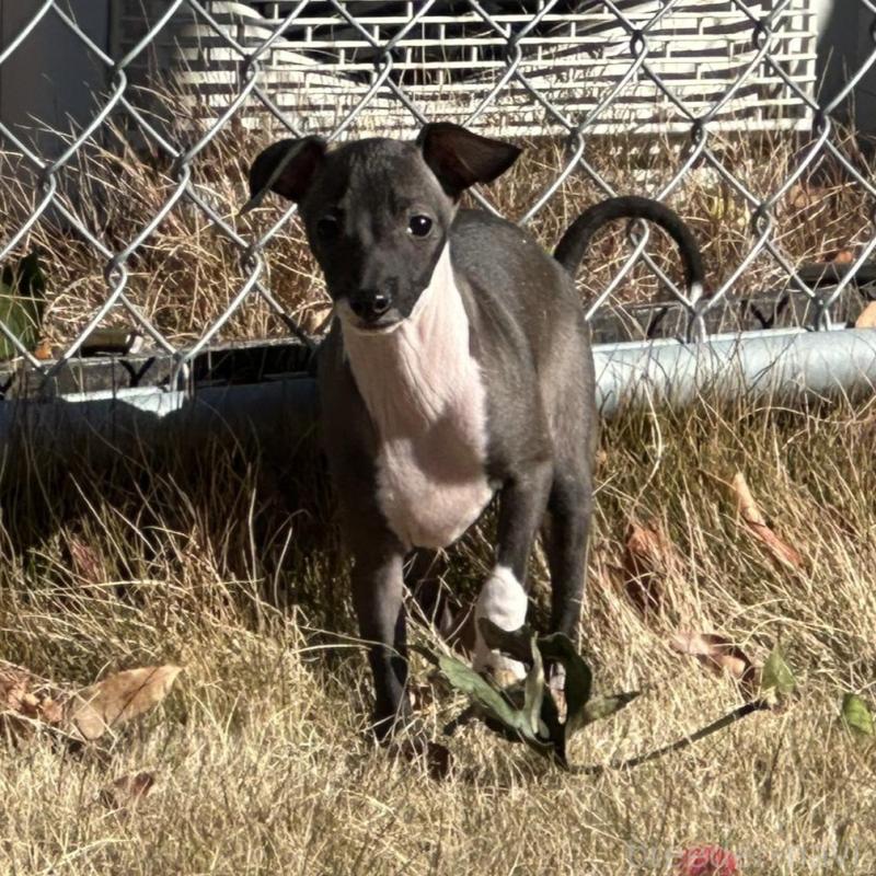 販売中の埼玉県のイタリアングレーハウンド(イタグレ)-439327の4枚目