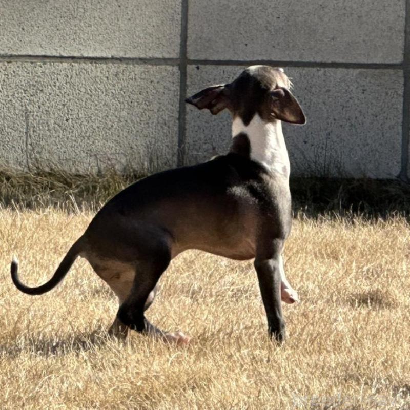 販売中の埼玉県のイタリアングレーハウンド(イタグレ)-439327の2枚目