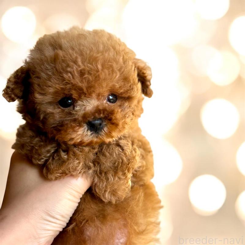 成約済の栃木県のタイニープードル-432545の1枚目