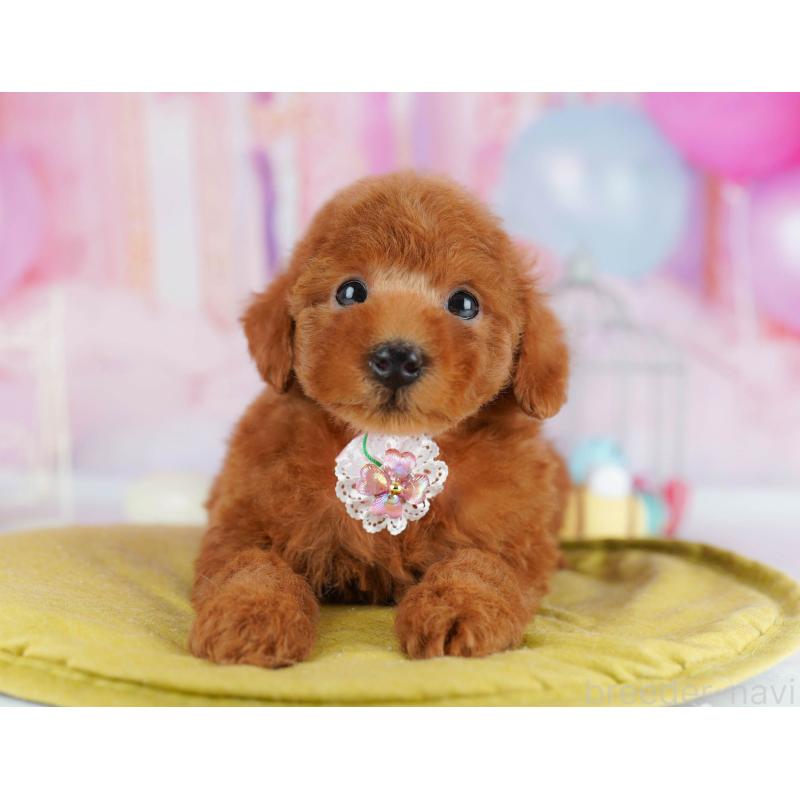 販売中の神奈川県のタイニープードル-439329の15枚目