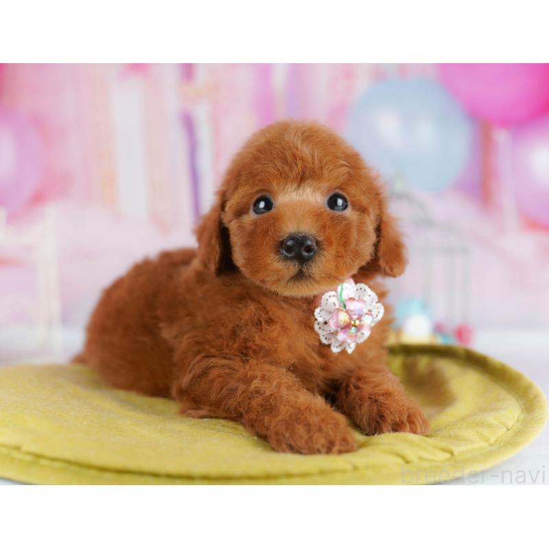 販売中の神奈川県のタイニープードル-439329の14枚目