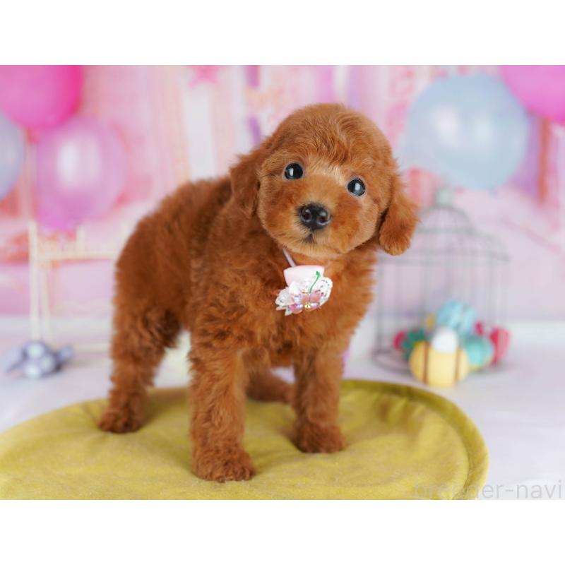 販売中の神奈川県のタイニープードル-439329の13枚目