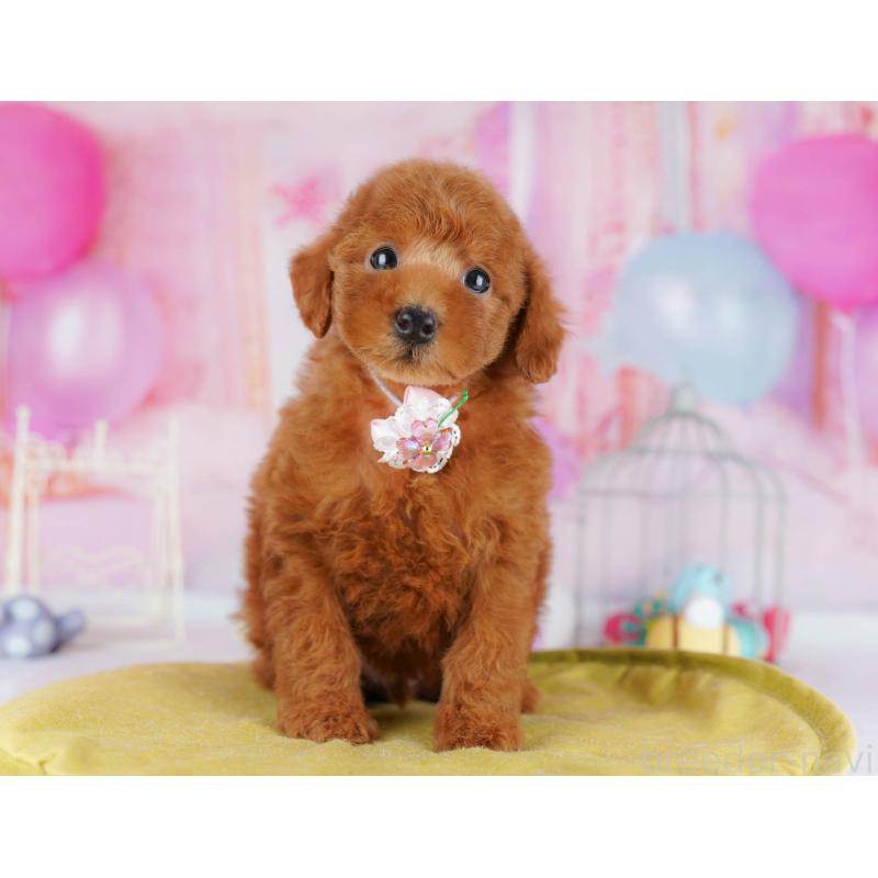 販売中の神奈川県のタイニープードル-439329の12枚目