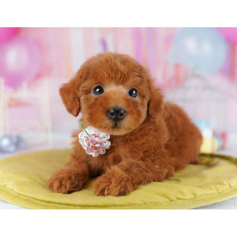 販売中の神奈川県のタイニープードル-439329の11枚目