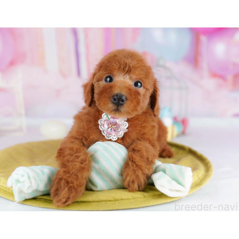 販売中の神奈川県のタイニープードル-439329の10枚目