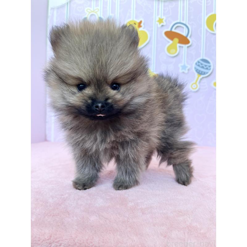 販売中の東京都のポメラニアン-434614の3枚目