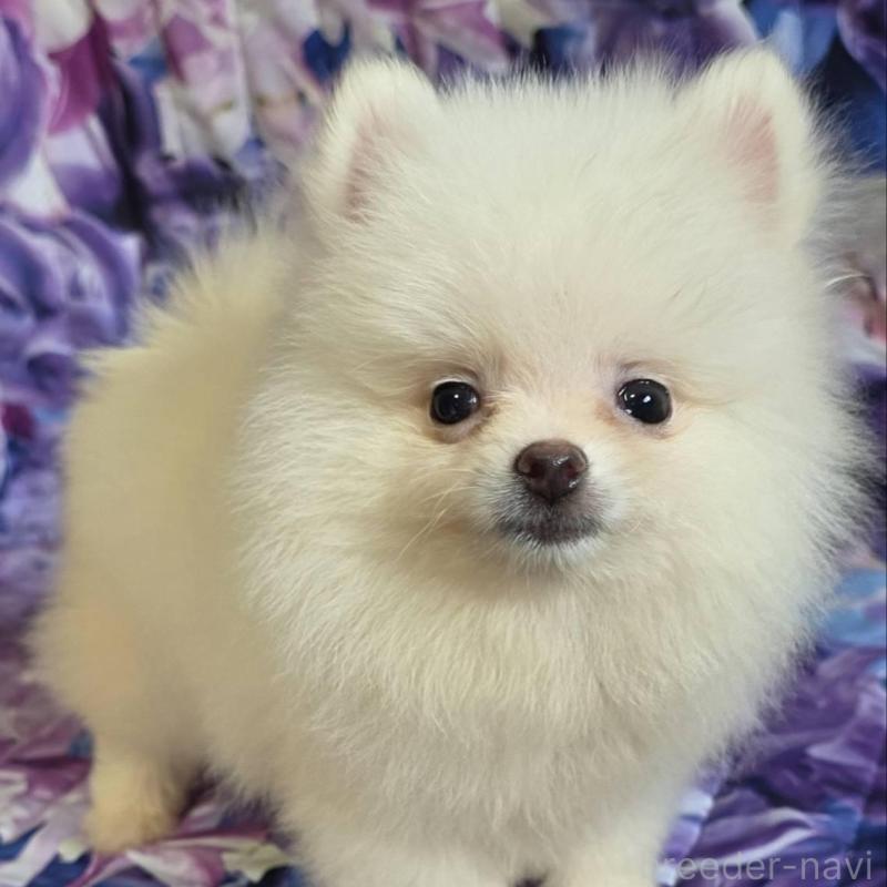 販売中の兵庫県のポメラニアン-439330の1枚目
