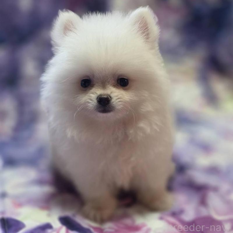 販売中の兵庫県のポメラニアン-439330の4枚目