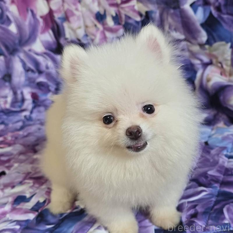 販売中の兵庫県のポメラニアン-439330の2枚目