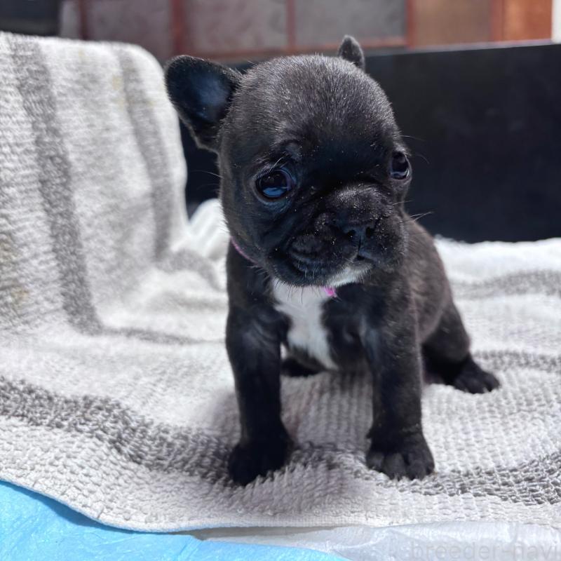 販売中の三重県のフレンチブルドッグ-437164