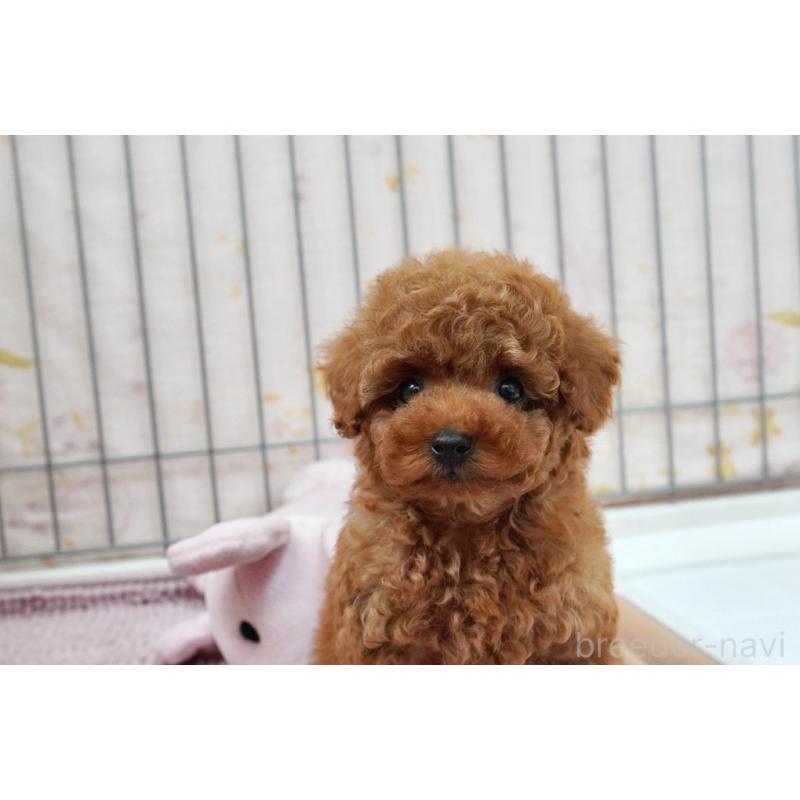 販売中の高知県のタイニープードル-439332の8枚目