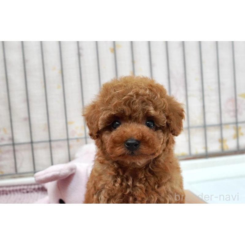 販売中の高知県のタイニープードル-439332の7枚目