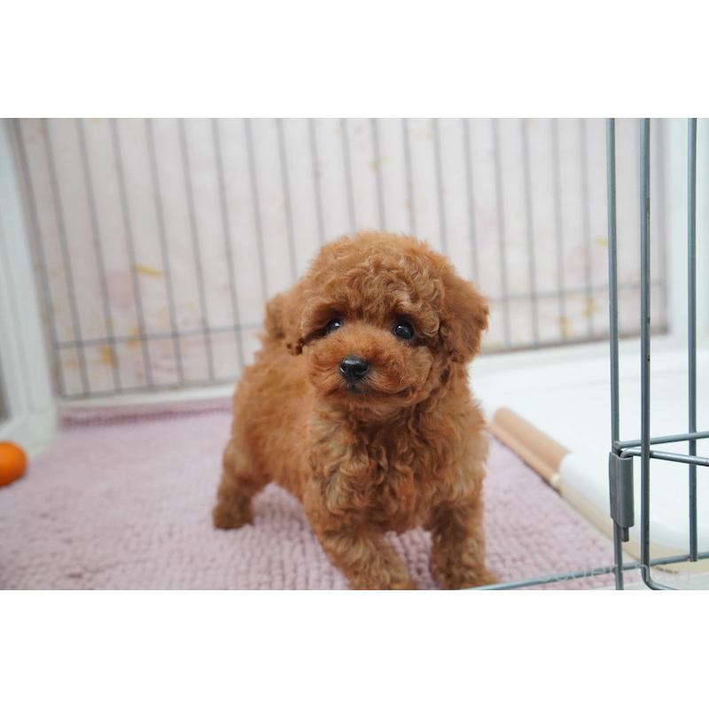 販売中の高知県のタイニープードル-439332の6枚目