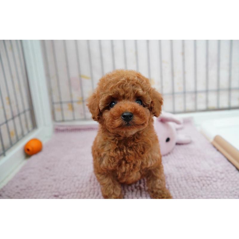 販売中の高知県のタイニープードル-439332の5枚目