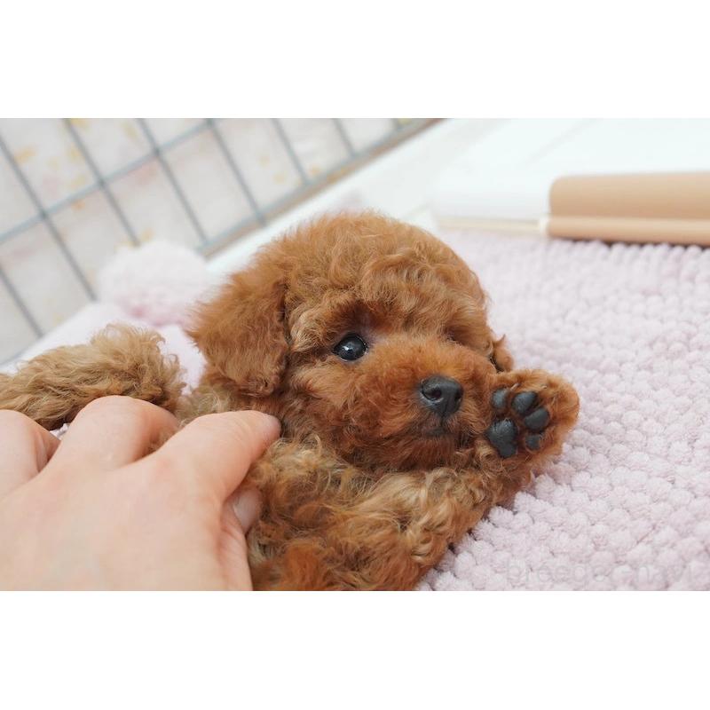 販売中の高知県のタイニープードル-439332の3枚目