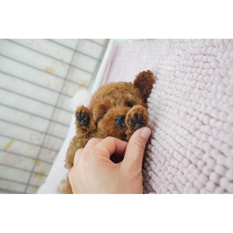 販売中の高知県のタイニープードル-439332の2枚目