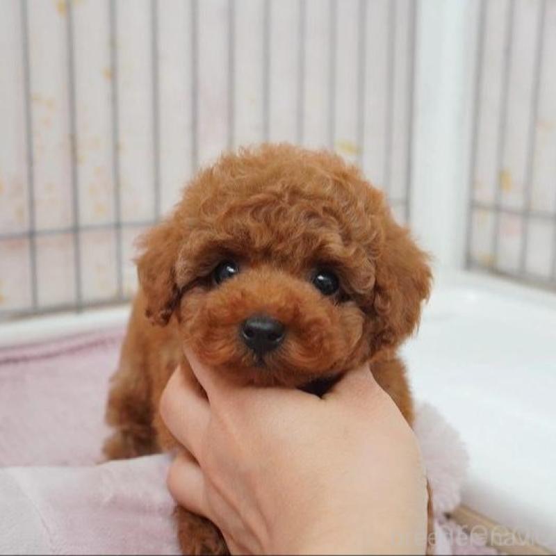 販売中の高知県のタイニープードル-439332の1枚目