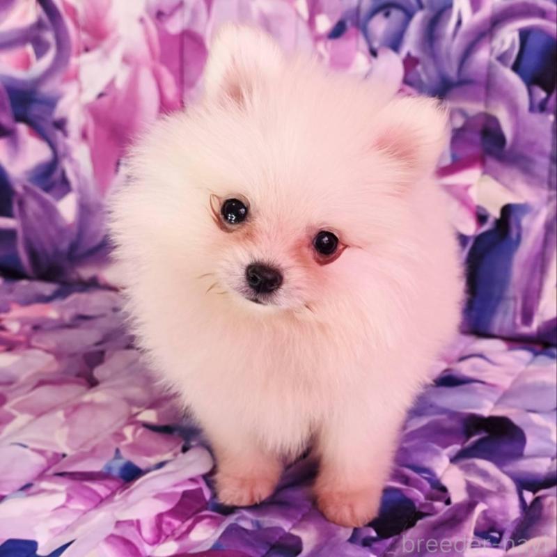 販売中の兵庫県のポメラニアン-439333